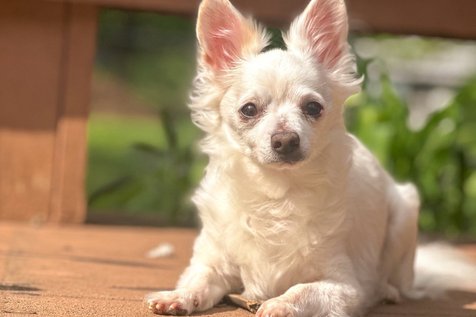 Peep the dog is waiting in his foster family for a permanent new home.