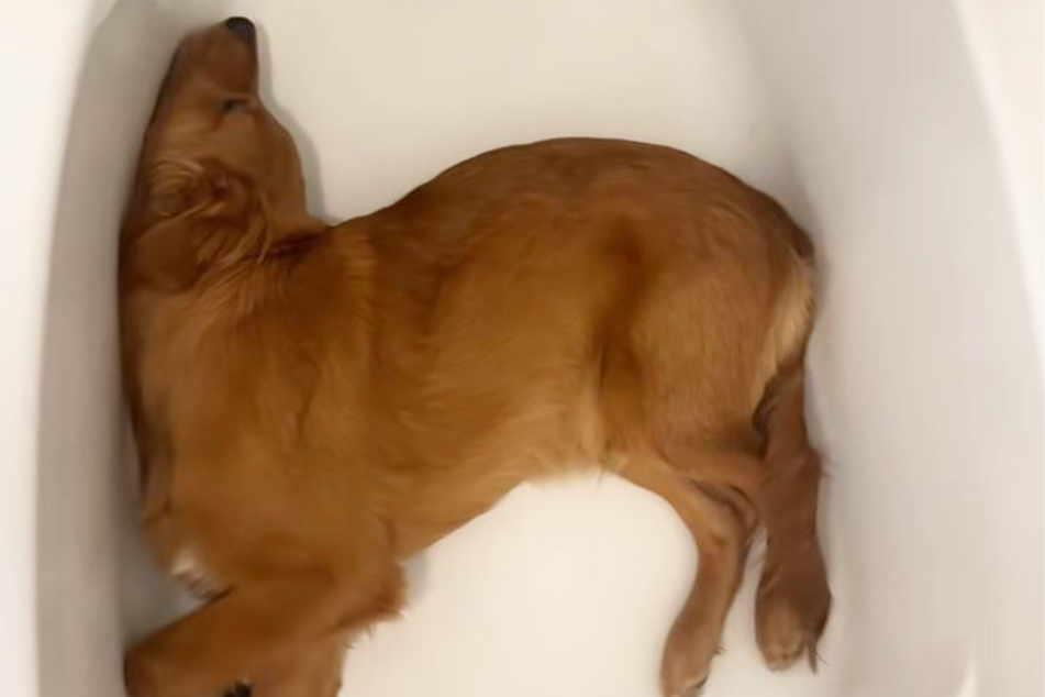 It really doesn't look very cozy, but Murphy the dog has chosen this place to sleep.