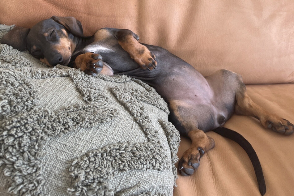 This little dog loves to sleep in – her reaction to getting woken up early is too funny!