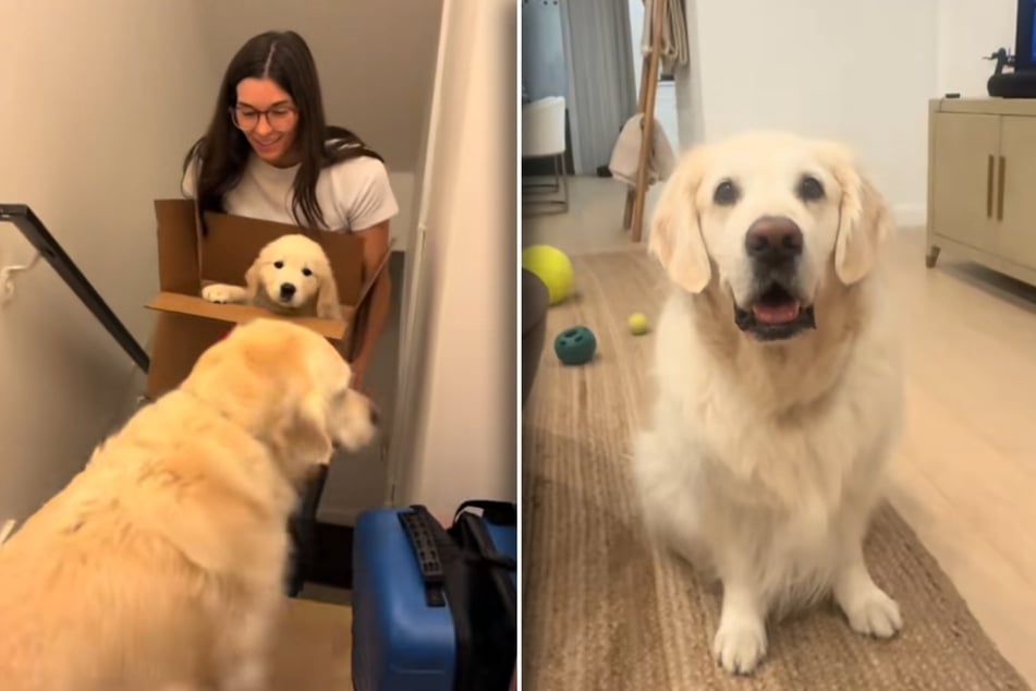 Golden retriever dog is surprised with new puppy – but he doesn't know how to feel about it!