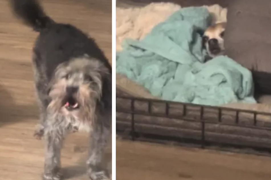 Chihuahua goes viral with hilarious "cozy" version of barking!