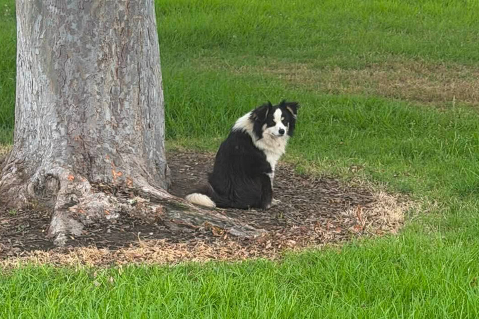 On hot days, the dog sought shelter in the shade beneath this tree.