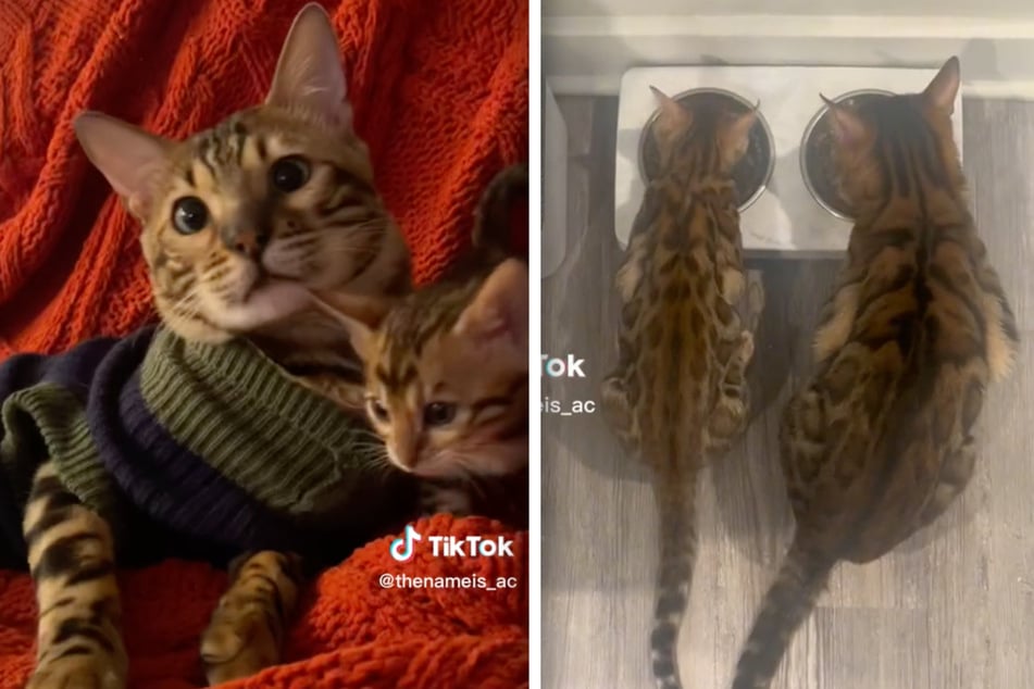This cat twosome does everything together now, and are BFFs.