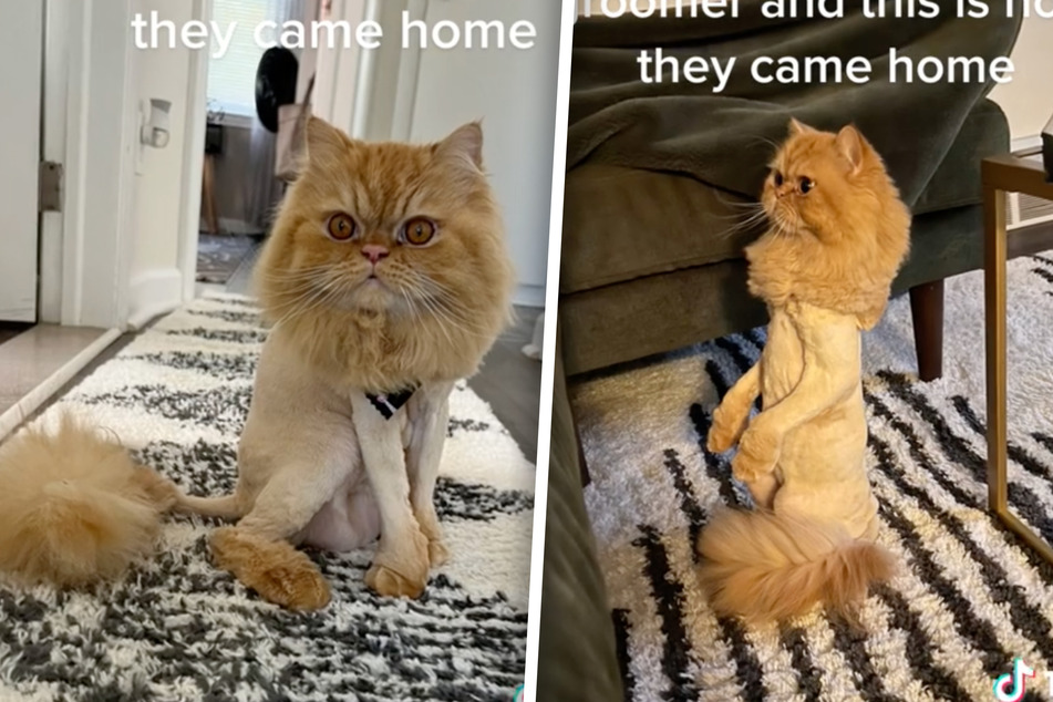 As seen in the TikTok video, the Persian cats had large parts of their hair shaved off, but still bushy heads and tails.