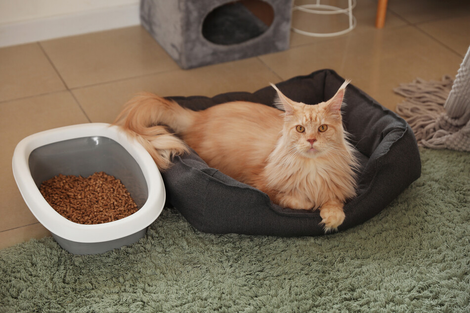 Providing cats with a nice place to sleep can prevent them from sleeping in the litter box.