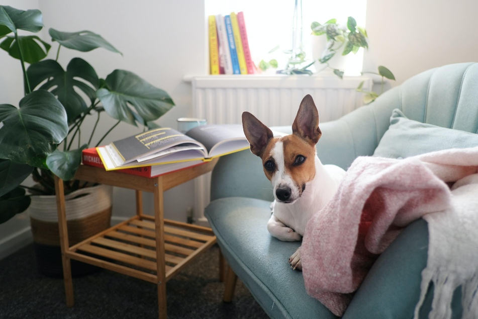 A clean home reduces the risk of dogs becoming infected with parasites in the household and developing allergies.