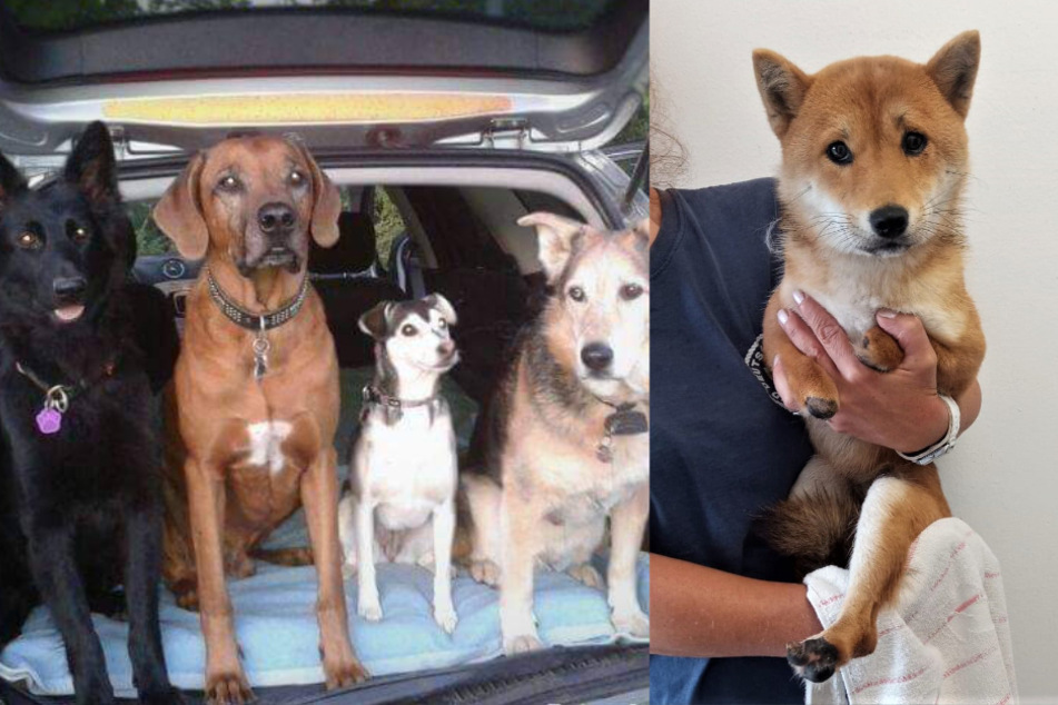 A helping paw: people rush to adopt abandoned disabled dog