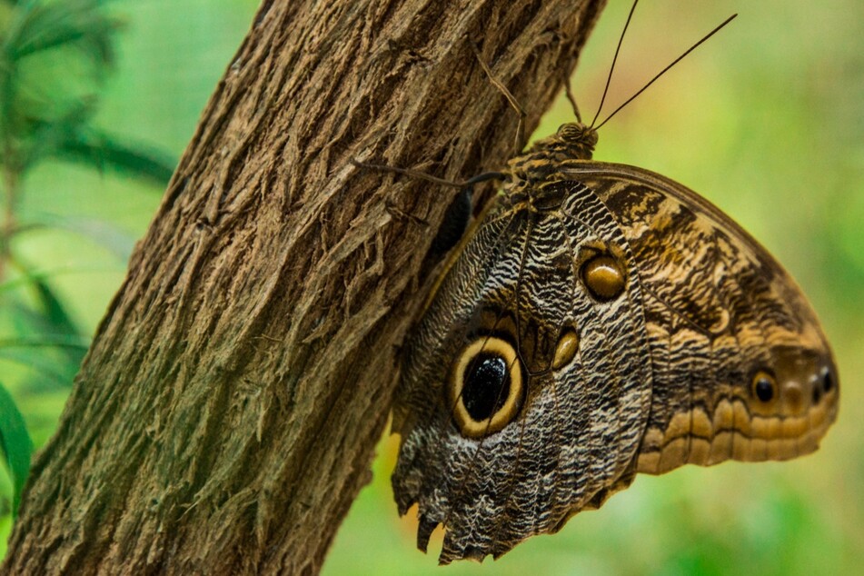 What is the largest flying insect in the world?