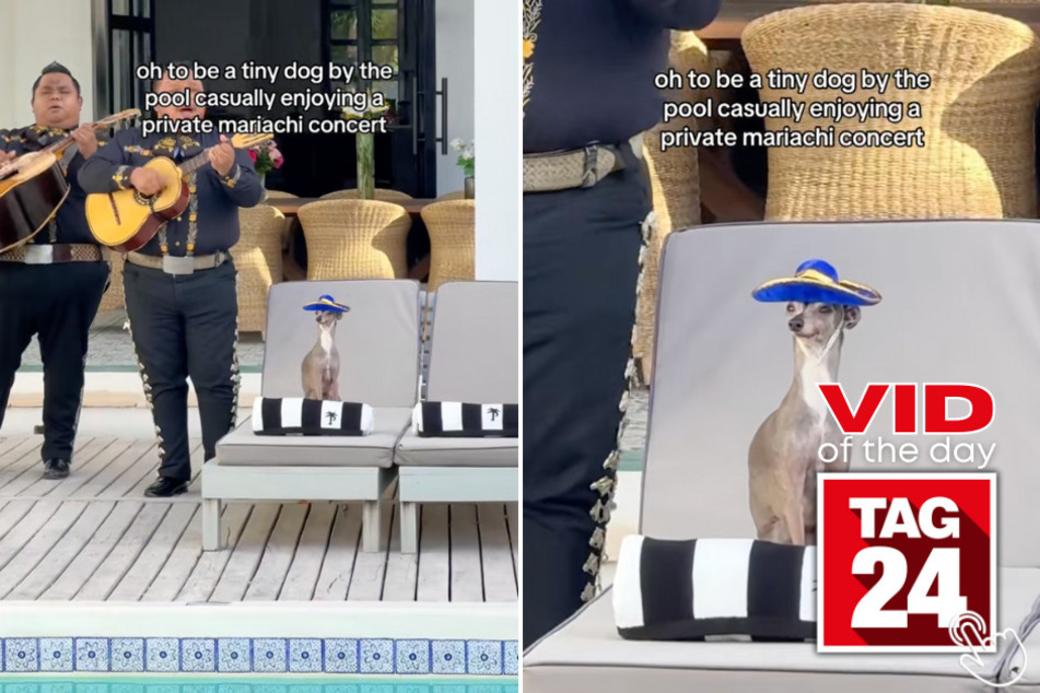 Today's Viral Video of the Day features a chill pup who was serenaded by a mariachi band while lounging at a hotel pool.