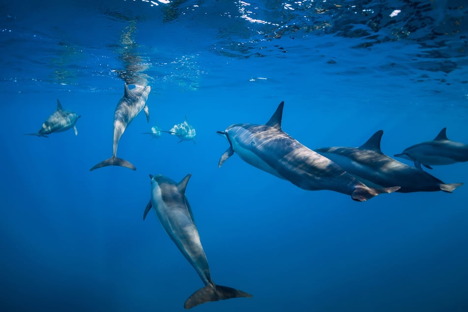 The dolphins could have been warning the surfer about a shark – or perhaps just protecting their meal.