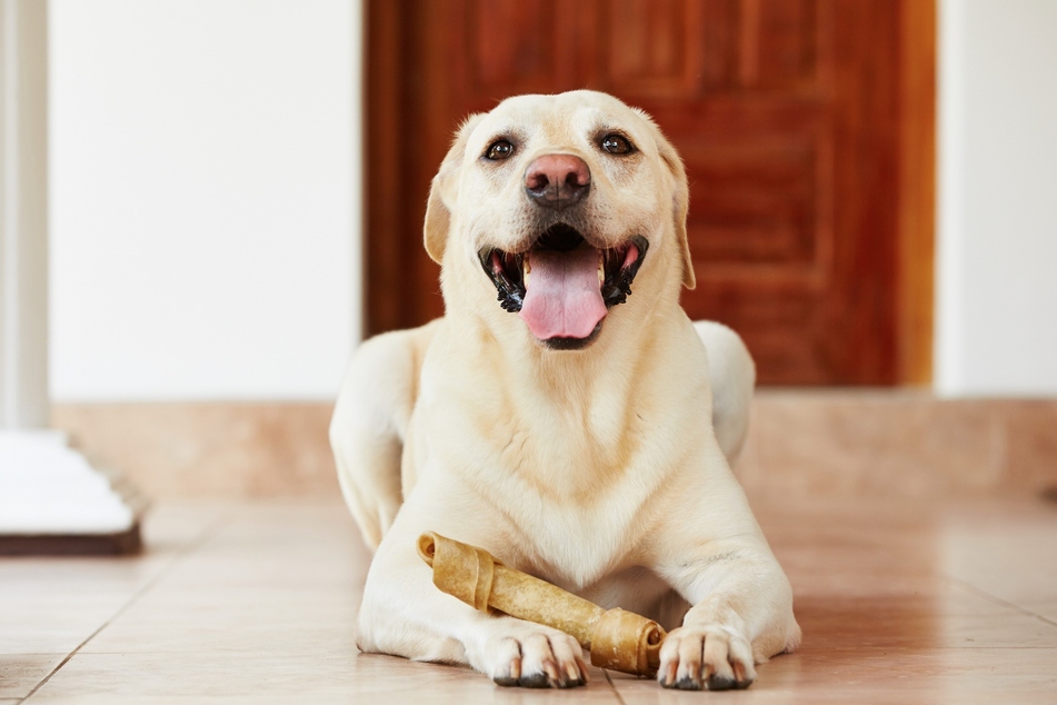 Chewing on bones can be an enriching activity for dogs.