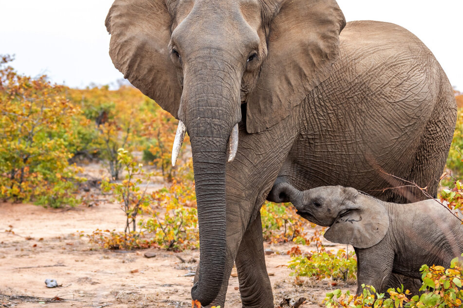 World Elephant Day: Super mom shows crocodile who's boss in heroic battle!