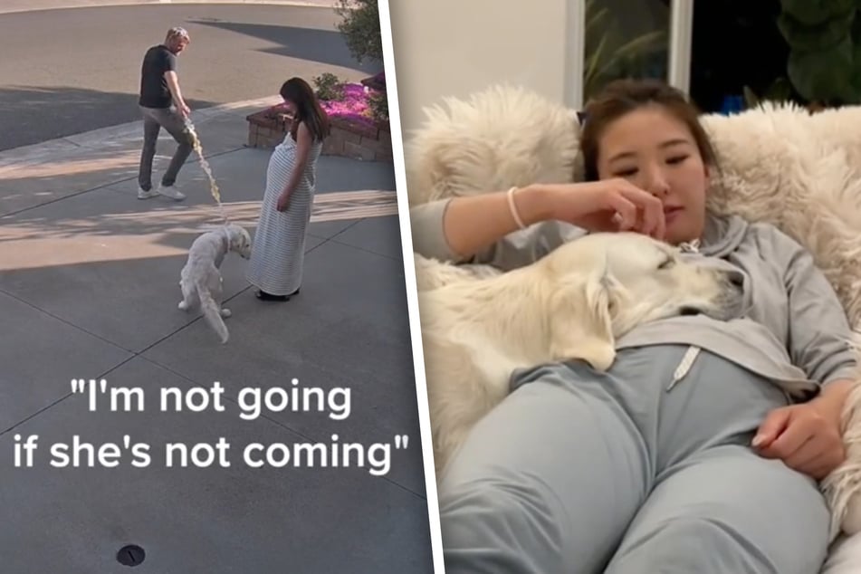 Golden retriever's response to owner's pregnancy has the internet in tears