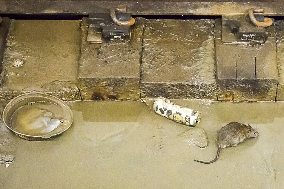 New York is looking to hire a "rat czar" and it's willing to pay good money