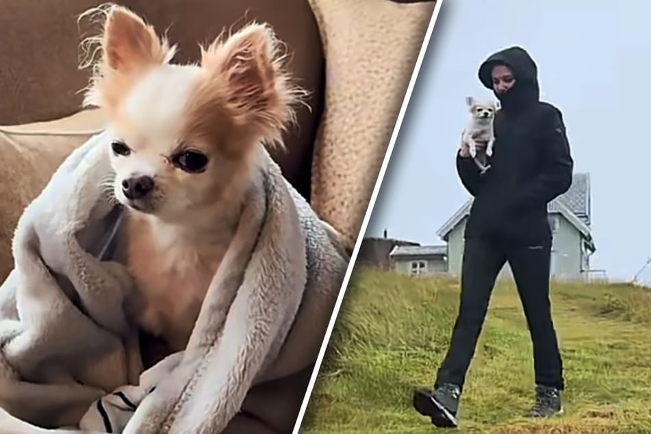 Dog owner travels to Norway with dying pet for one last road trip: "It was nice to see him carefree again"