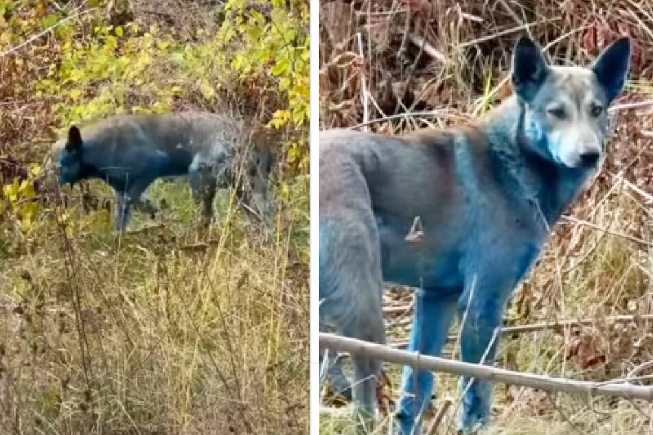 Mysterious sighting in Chernobyl: Animal rights activists have discovered a total of three dogs with blue fur.
