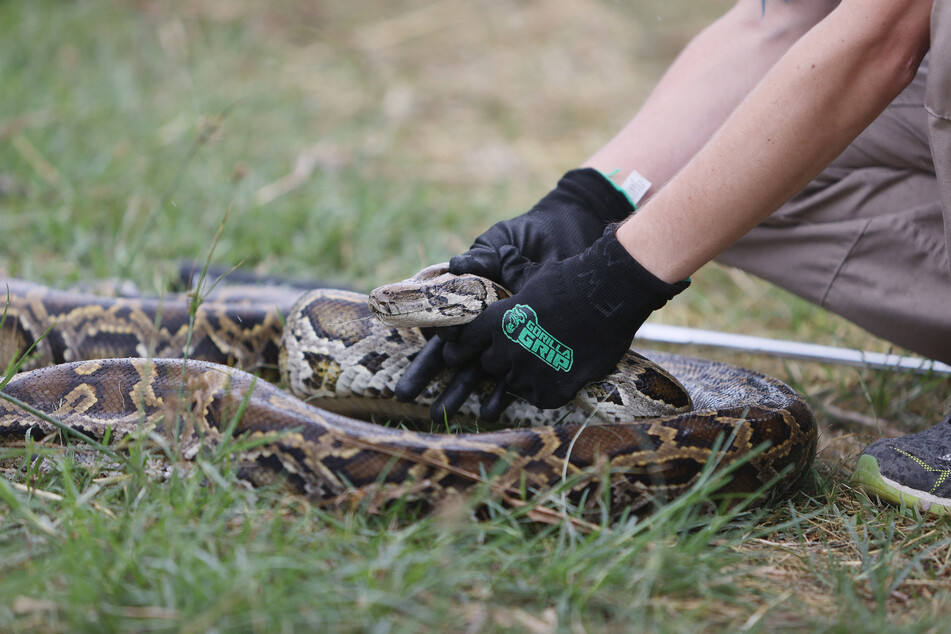From pythons to catfish, the Florida Everglades are teeming with harmful invasive species, according to am IPBES report.