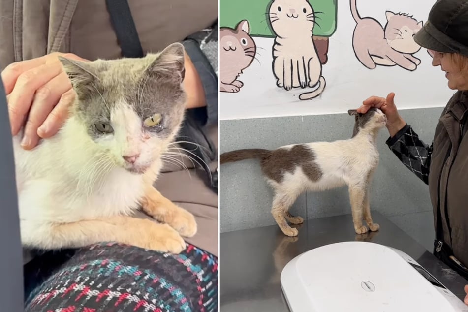 The cat was wounded and sick, so her rescuer took her to the vet and let her stay with her temporarily.