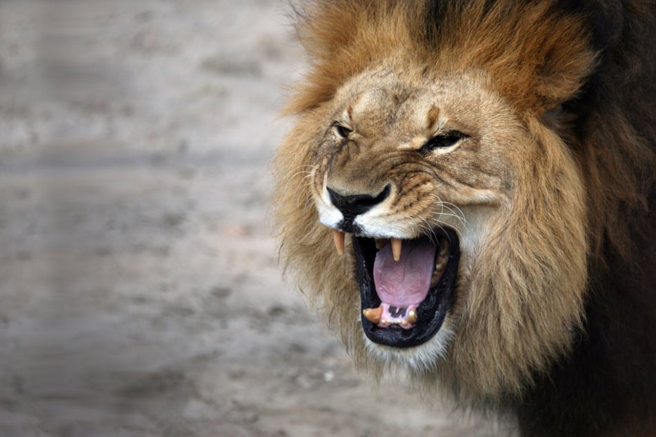 Zoo owner mauled to death by his own lion in horrific tragedy