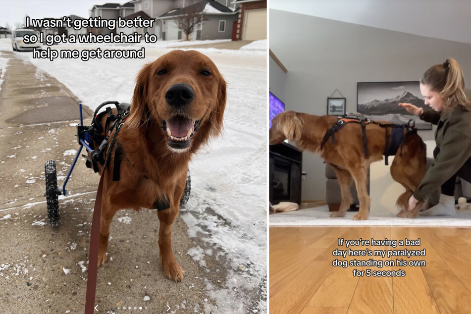 TikTokers have been moved to tears thanks to a heartwarming video documenting paralyzed Golden Retriever Murphy's special milestone.