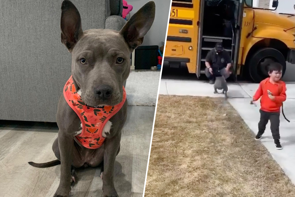 Lucy is an incredibly social dog - but her favorite human is definitely the five year old!