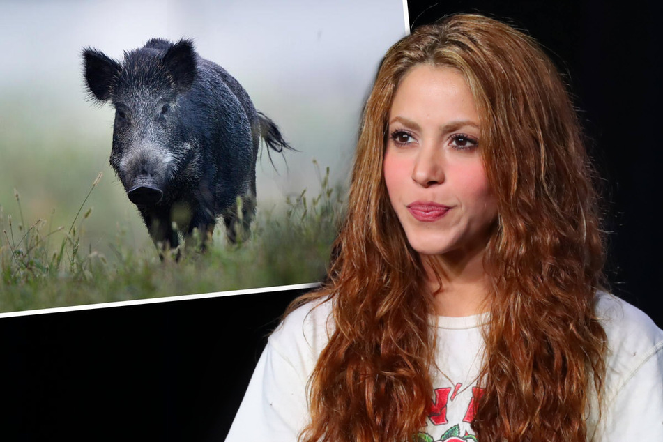 Wild run in! Shakira details attack by boars in the park