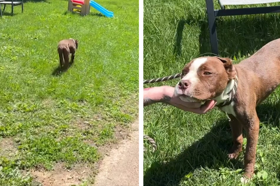 Woman follows a trail of blood to this adorable puppy in dire need