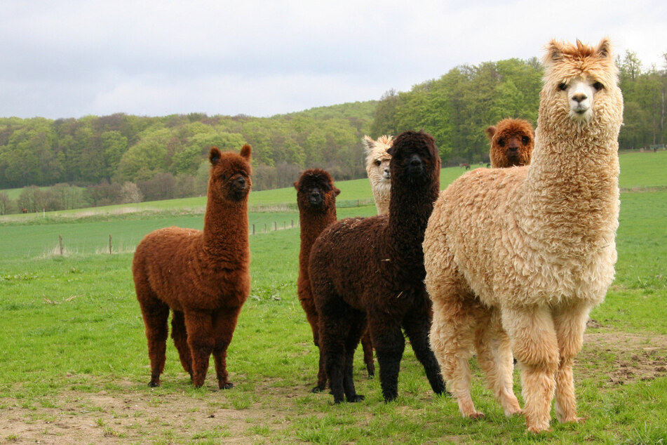 Bird flu detected in alpacas in Idaho in concerning first-time development
