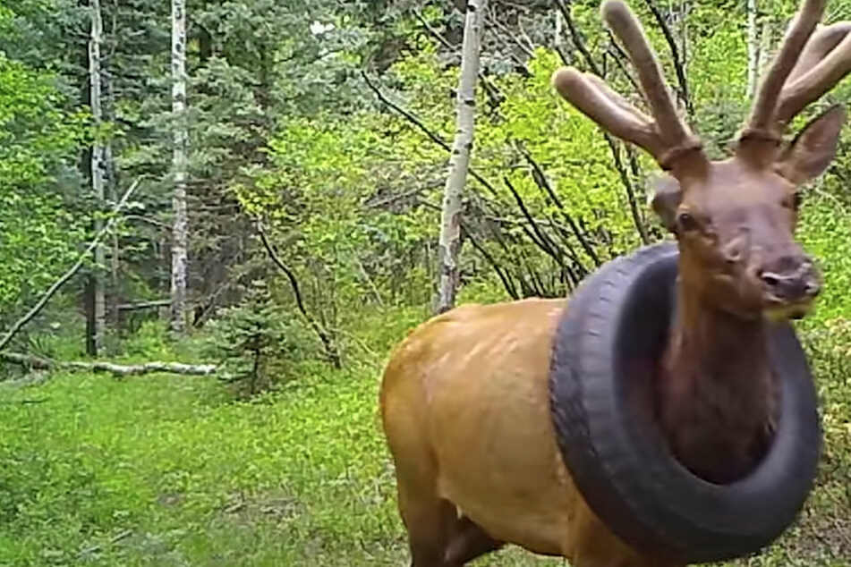 Elk finally gets rid of tire necklace after two years, thanks to Colorado wildlife officers