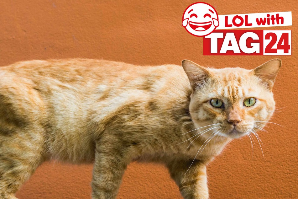 Joke of the Day for February 17, 2024: Get your funny on for Caturday