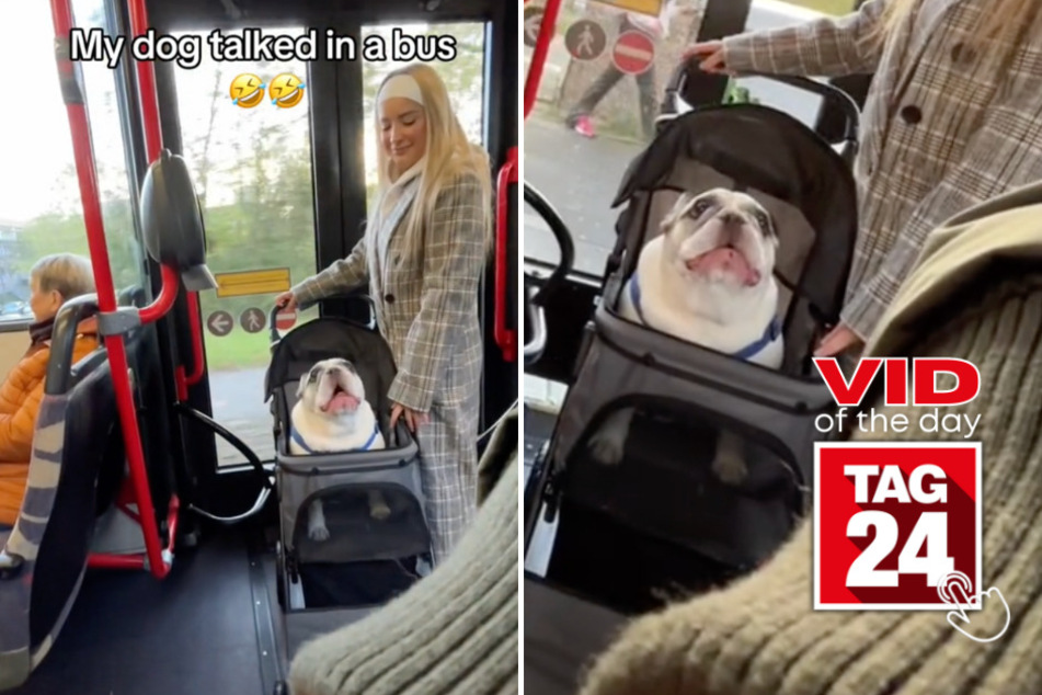 Viral Video of the Day for December 13, 2023: Does this French bulldog actually speak French?