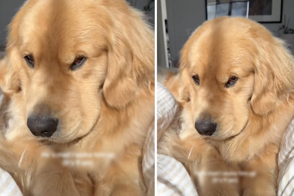 Golden Retriever is so mad at his owner: the reason why has TikTokers rolling with laughter