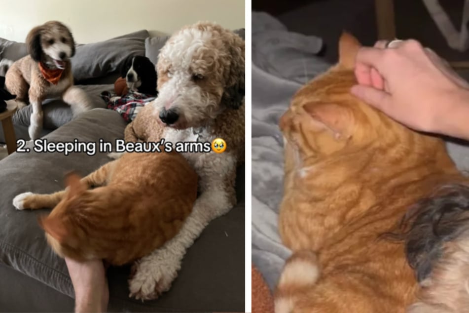 Dog-filled family takes in kitten during Hurricane Milton – but how do the pups react?