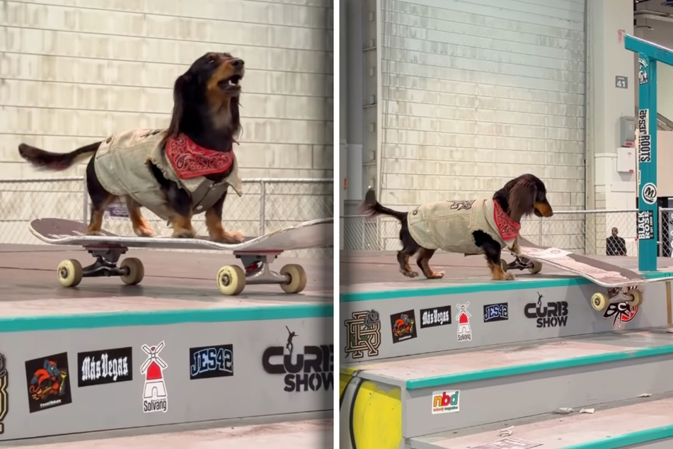Dachshund dog wows the internet with her incredible skateboarding skills