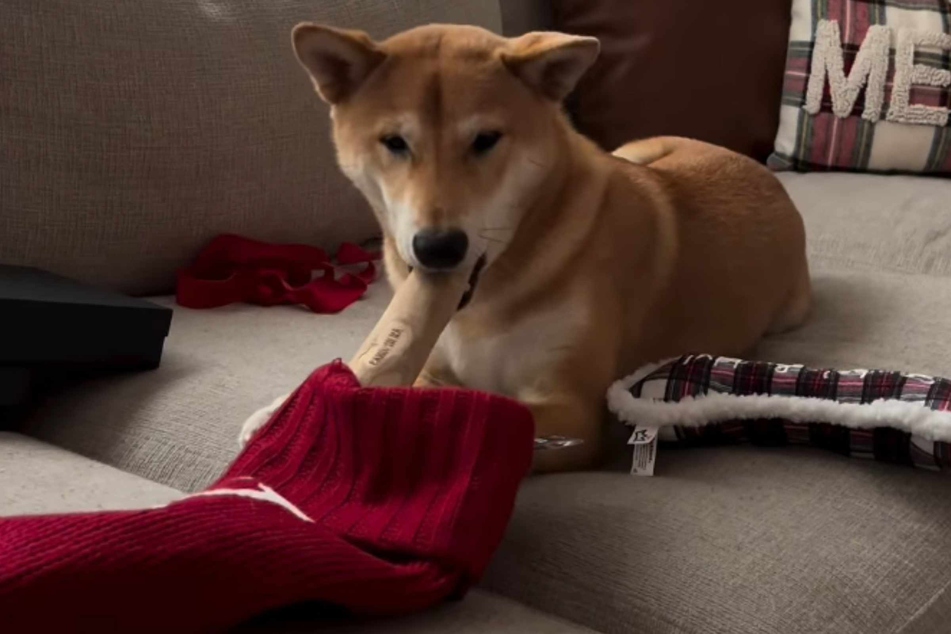 This year was Yote's first Christmas.