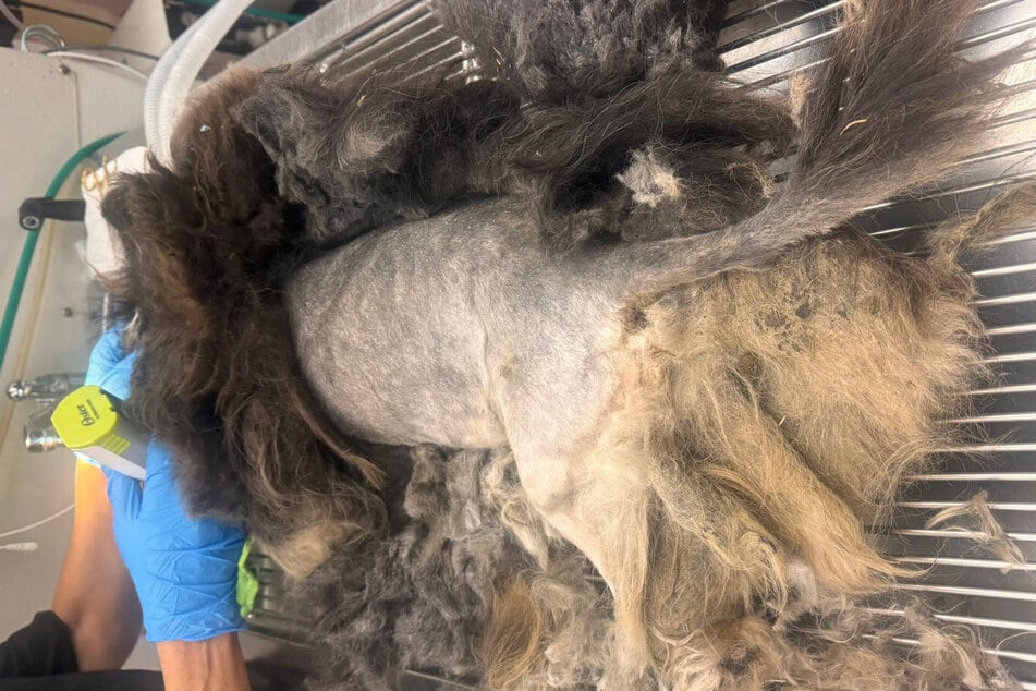 Jin the rescue pup first had to be shaved extensively.