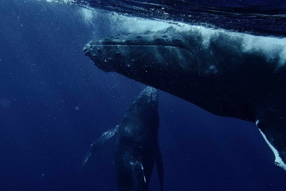 A female humpback whale has been documented apparently grieving a stillborn calf in new research released Thursday (stock image.)
