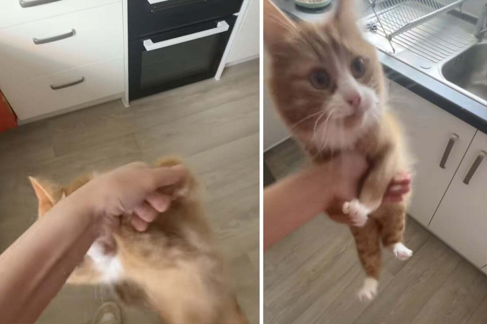 Cheese the cat loves few things as much as breakfast in the morning, so it's no wonder that he likes to complain loudly when his meal isn't served on time.
