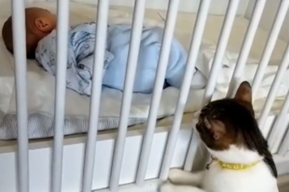 This cat can't stop staring at the baby sleeping in its crib, and TikTokers are here for it!