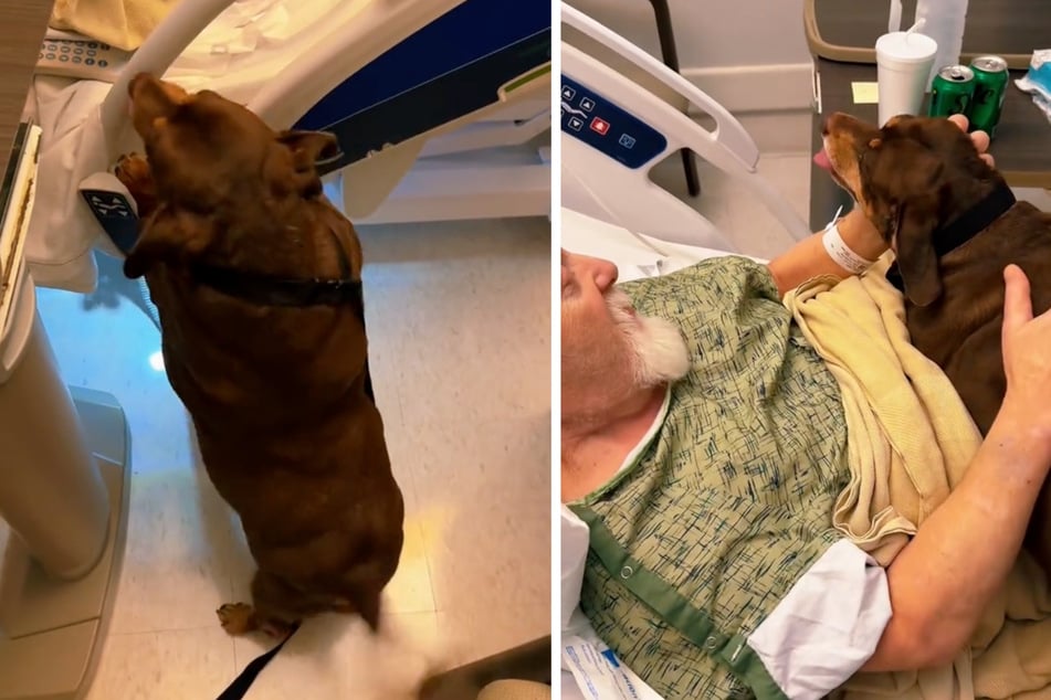 Dog's emotional reunion with hospitalized owner goes viral!