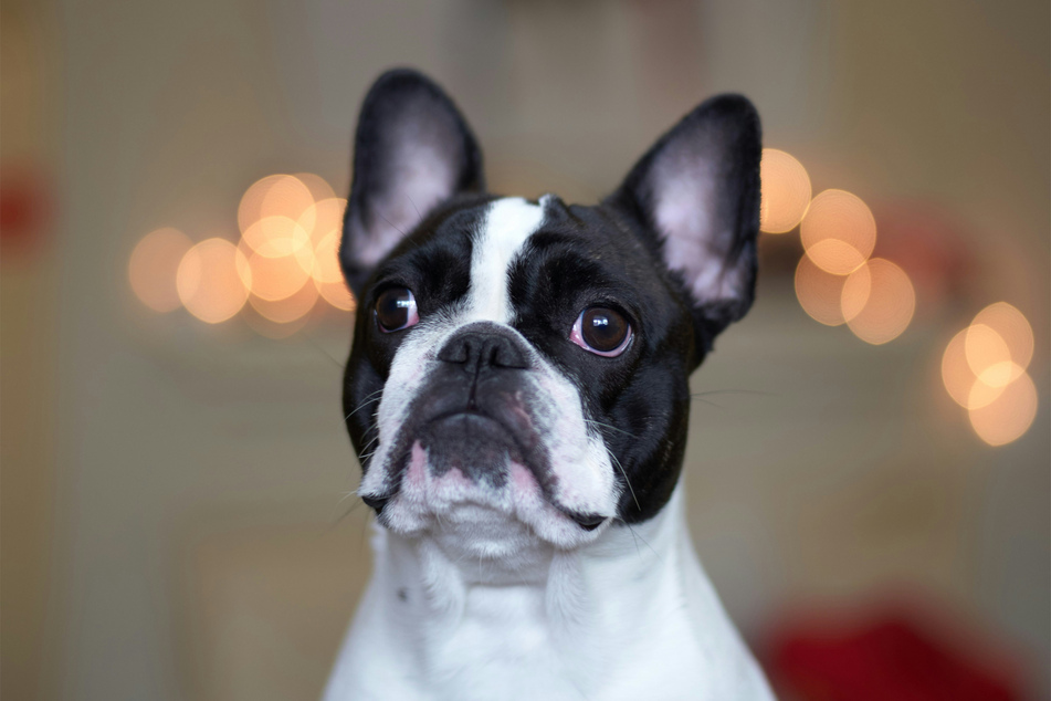 They might have trouble breathing, but boy, is the French bulldog cute!