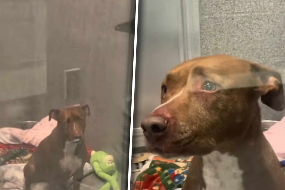 Dog shelter workers are shocked to see pup covered in blood after her first night there – what happened?