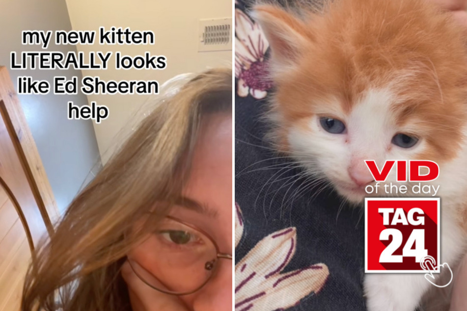 Viral Video of the Day for September 3, 2023: Cat looks so much like Ed Sheeran, it's freaky!
