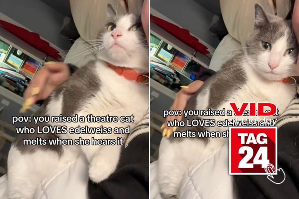 Viral Video of the Day for July 3, 2025: Cat melts into owner's arms after hearing favorite song