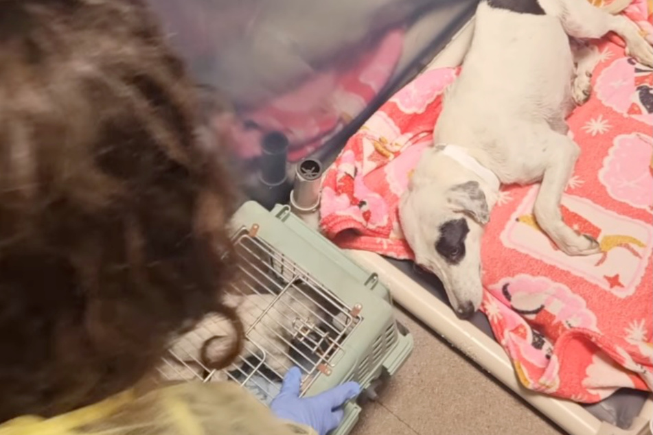 The dog was very exhausted and seemed more than depressed.