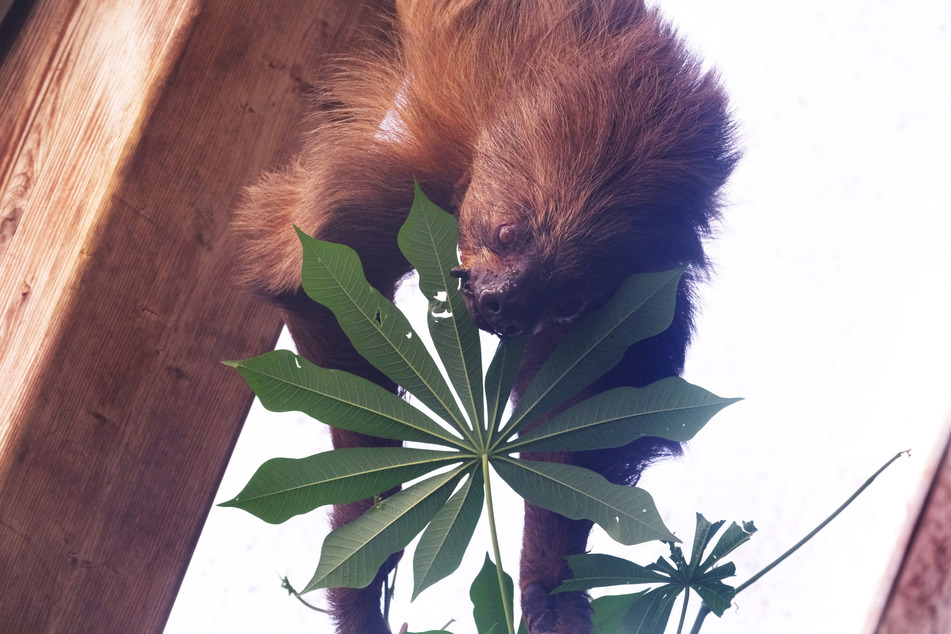 Jan is the oldest sloth in the world.