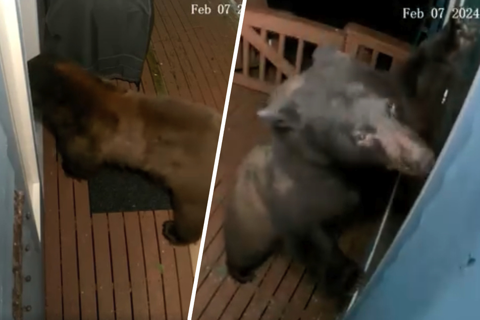 Bear break-in! Beary big intruder caught on home camera