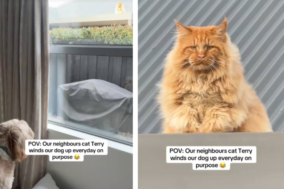 Cat hilariously taunts dog neighbor in viral clip: "It's Terry's world we're just living in it"