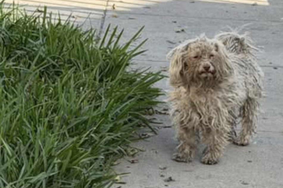 Abandoned dog finally finds a friend – what happens next breaks so many hearts