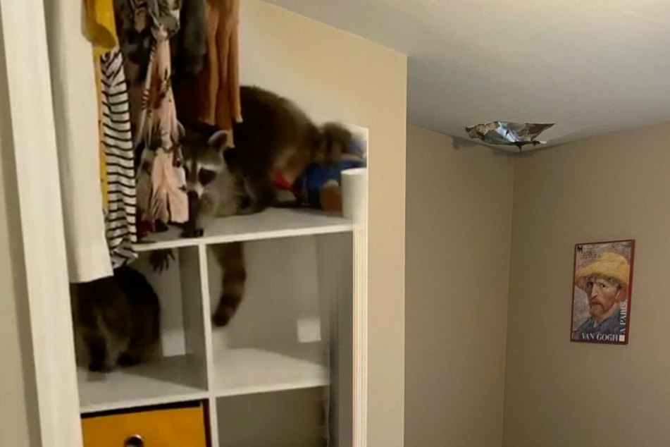 Raccoon ceiling: Florida woman discovers five furry guests literally crash at her place!